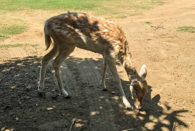 baluarte zoo vigan city