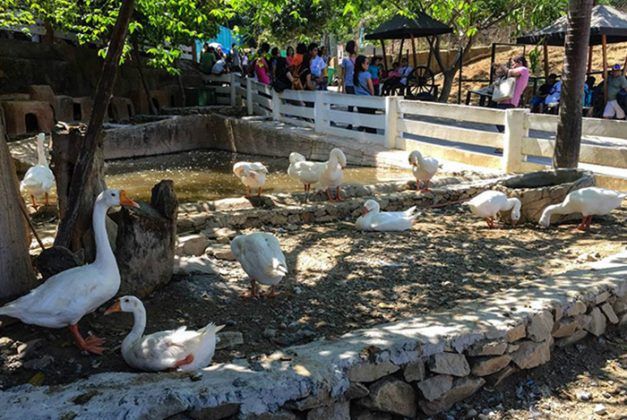 baluarte zoo cute animals vigan city