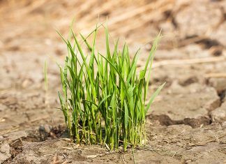 Climate change in the Philippines