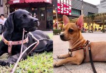 pet-friendly hangout spots in manila